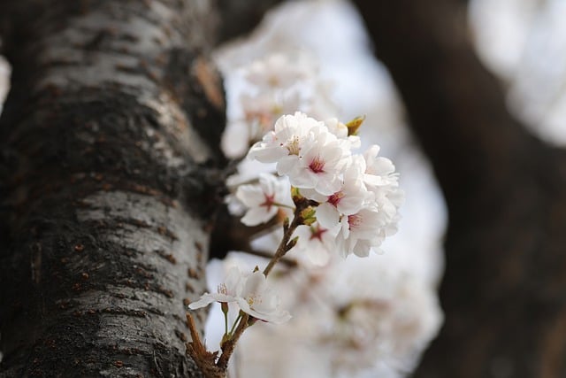 Free download spring spring flowers flower cherry free picture to be edited with GIMP free online image editor
