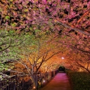 Spring theme 01  screen for extension Chrome web store in OffiDocs Chromium
