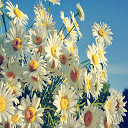 Spring Time Daisies New Tab  screen for extension Chrome web store in OffiDocs Chromium