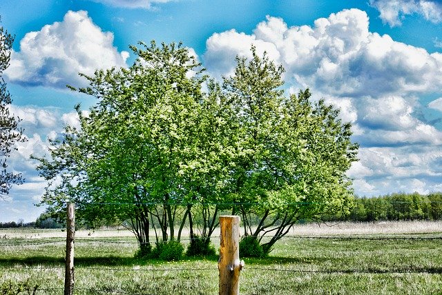 Free download Spring Tree Clouds -  free photo or picture to be edited with GIMP online image editor