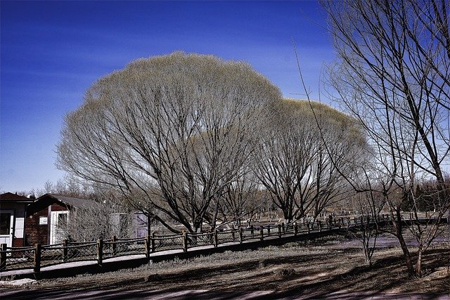 Free download Spring Tree Plant -  free photo or picture to be edited with GIMP online image editor