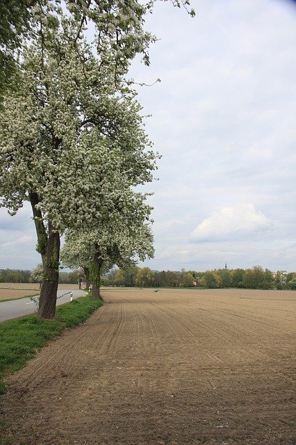 Şablon Fotoğraf Bahar Ağaçları Yaprakları - OffiDocs için