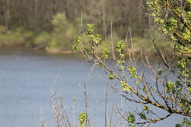 Unduh gratis Spring Trees River - foto atau gambar gratis untuk diedit dengan editor gambar online GIMP