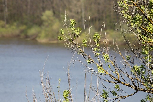 Free download Spring Trees River -  free photo or picture to be edited with GIMP online image editor
