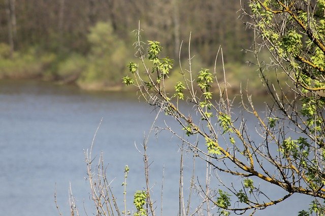 免费下载 Spring Trees River - 可使用 GIMP 在线图像编辑器编辑的免费照片或图片