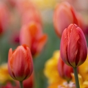 ຫນ້າຈໍ Spring Tulips ສໍາລັບສ່ວນຂະຫຍາຍ Chrome web store ໃນ OffiDocs Chromium