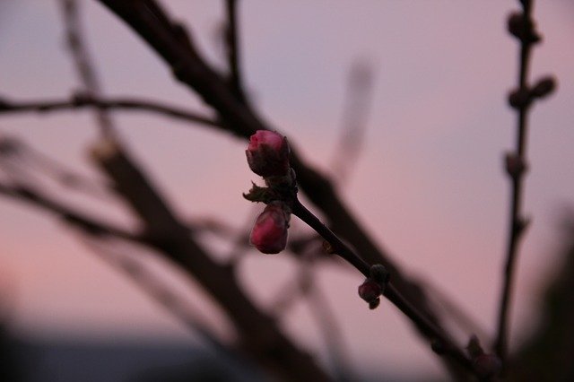 Unduh gratis Spring Twilight Evening - foto atau gambar gratis untuk diedit dengan editor gambar online GIMP