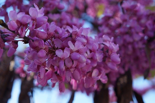 Gratis download Spring Violet Lilac - gratis foto of afbeelding om te bewerken met GIMP online afbeeldingseditor