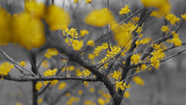 Gratis download Spring Yellow Flowers Trees - gratis foto of afbeelding om te bewerken met GIMP online afbeeldingseditor