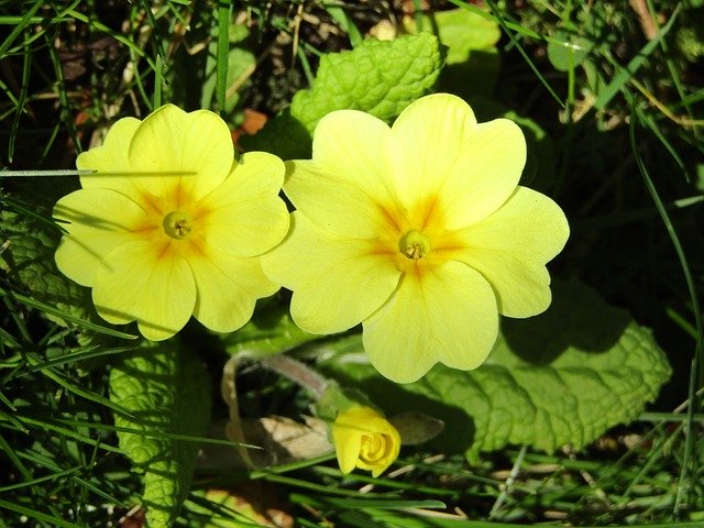 Descărcare gratuită Spring Yellow Nature - fotografie sau imagine gratuită pentru a fi editată cu editorul de imagini online GIMP