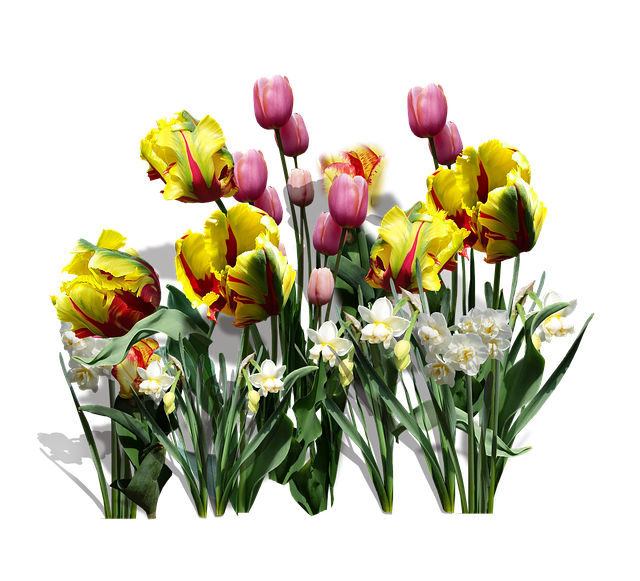 Template Photo Spring Yellow Tulips -  for OffiDocs