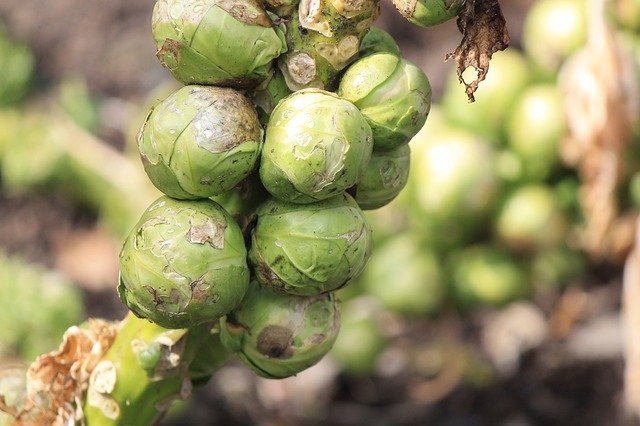 Muat turun percuma Sprouts Brussels Gardening - foto atau gambar percuma untuk diedit dengan editor imej dalam talian GIMP