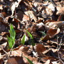 Sprouts under dry leaves  screen for extension Chrome web store in OffiDocs Chromium