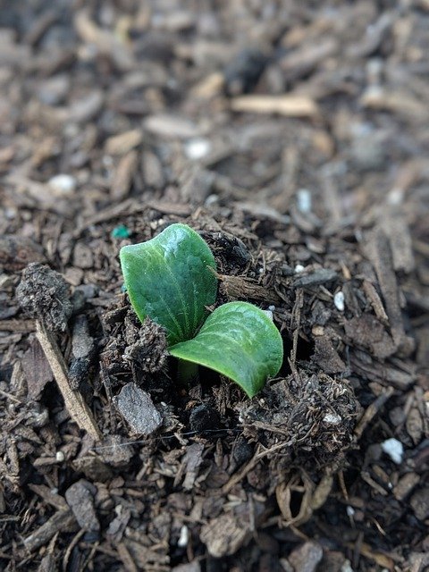 Скачать бесплатно Sprouts Vine Garden - бесплатное фото или изображение для редактирования с помощью онлайн-редактора изображений GIMP