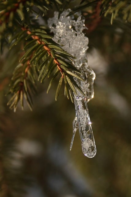 Free download spruce branch icicle frozen frost free picture to be edited with GIMP free online image editor