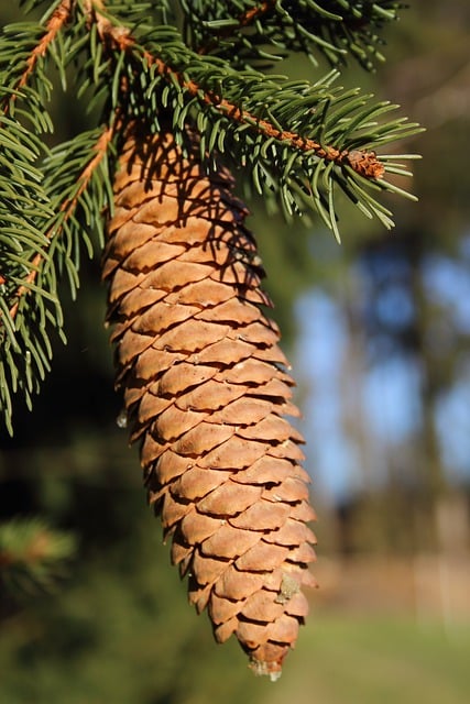 Free download spruce cone spruce spruce branch free picture to be edited with GIMP free online image editor