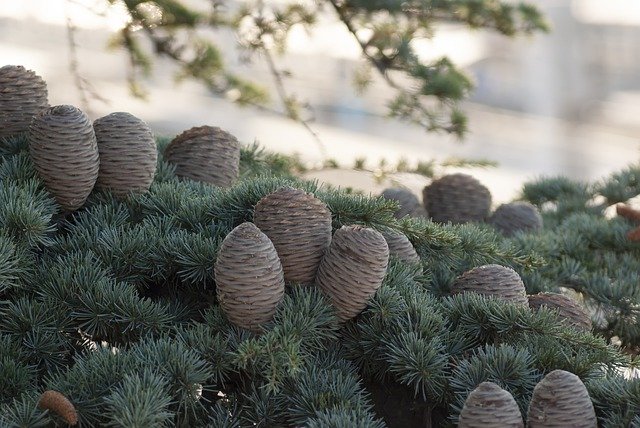 Free download Spruce Pine Cone New YearS Eve -  free free photo or picture to be edited with GIMP online image editor