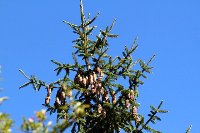 Descărcare gratuită Spruce Pine Cones Pin Na - fotografie sau imagine gratuită pentru a fi editată cu editorul de imagini online GIMP