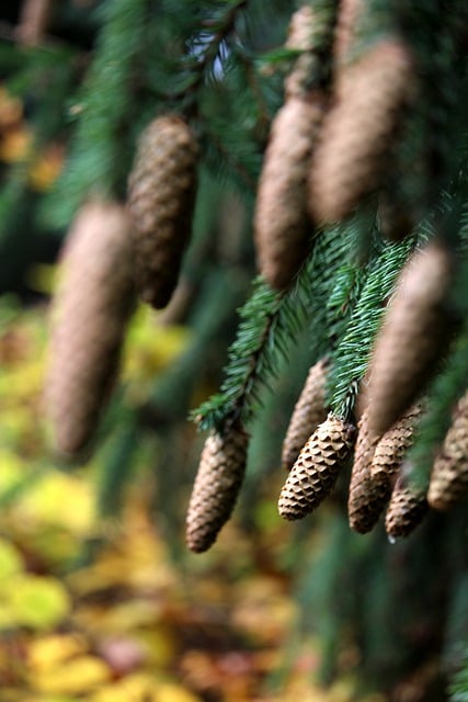 Free download spruce pine needles conifer free picture to be edited with GIMP free online image editor