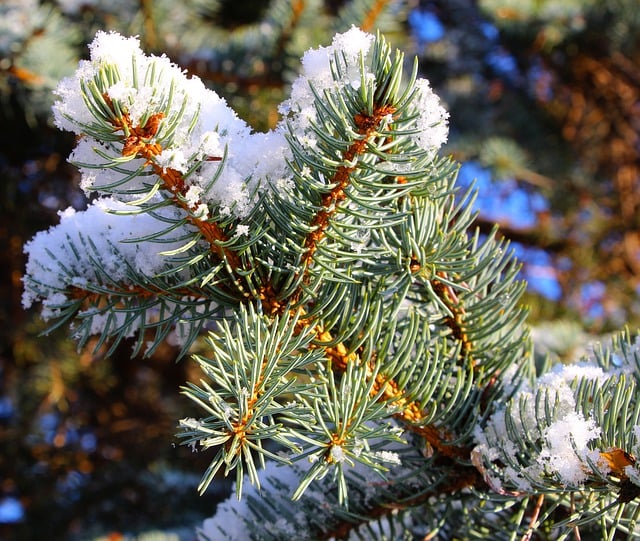 Free download spruce snow iglak free picture to be edited with GIMP free online image editor