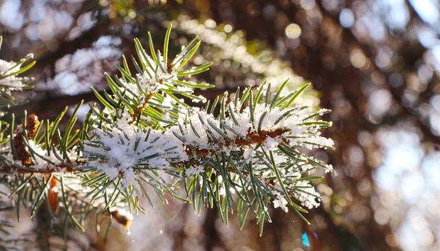 Free download spruce snow sprig pine needles free picture to be edited with GIMP free online image editor