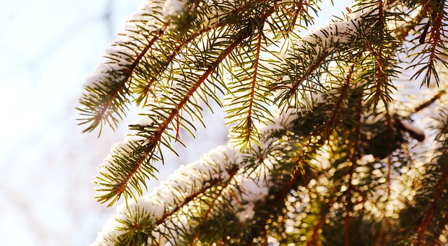 Free download spruce sprig snow nature seasonal free picture to be edited with GIMP free online image editor