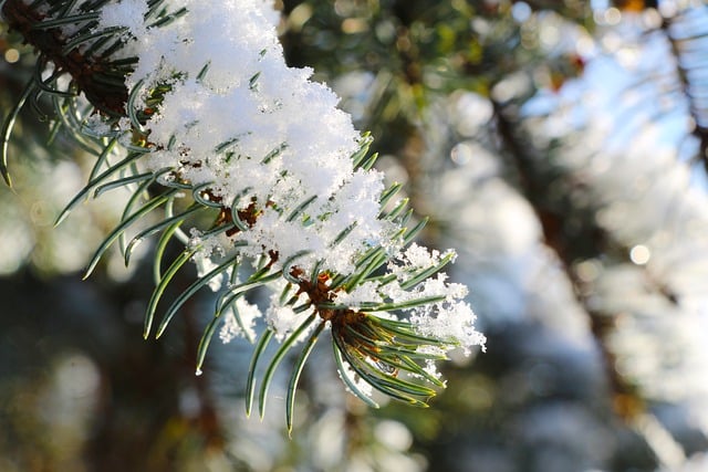 Free download spruce sprig snow seasonal woods free picture to be edited with GIMP free online image editor