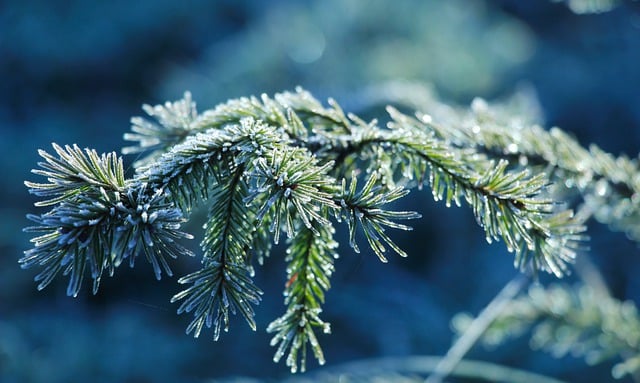 Descarga gratuita ramitas de abeto escarcha invierno naturaleza imagen gratuita para editar con el editor de imágenes en línea gratuito GIMP