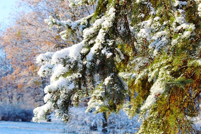 Free download spruce twigs trees park winter free picture to be edited with GIMP free online image editor