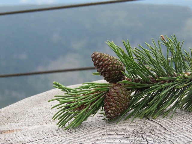 Free download Spurcone Pinecone Pine -  free photo or picture to be edited with GIMP online image editor