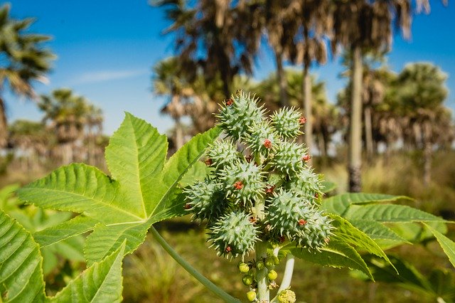 Descărcare gratuită Spurge Paraguay Plant - fotografie sau imagini gratuite pentru a fi editate cu editorul de imagini online GIMP