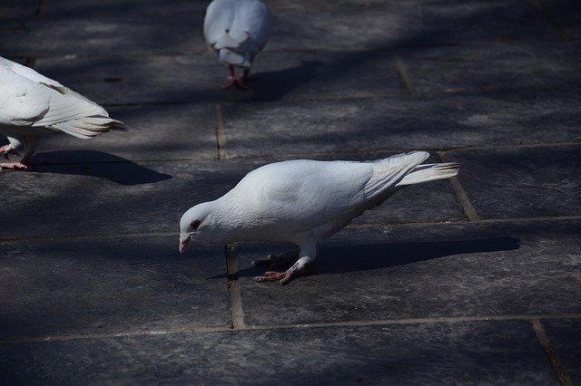 Muat turun percuma Square Pigeon Italy - foto atau gambar percuma untuk diedit dengan editor imej dalam talian GIMP