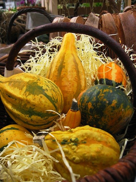 Free download Squash Fall Decoration -  free photo or picture to be edited with GIMP online image editor