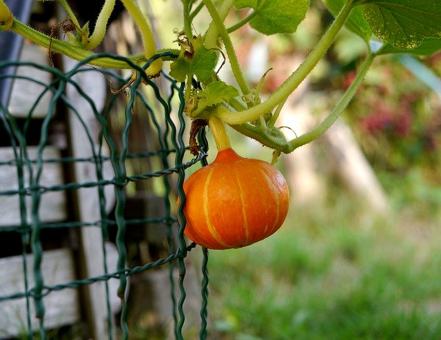 Free download Squash Gardening Kürbis -  free photo or picture to be edited with GIMP online image editor