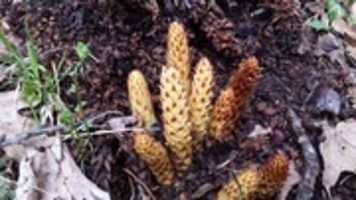 Free download Squawroot (Conopholis americana) along the Appalachian Trail in North Carolina between Standing indian Shelter and Carter Gap Shelter on 20 April 2015 at 3:13 p.m. free photo or picture to be edited with GIMP online image editor