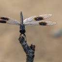 Squid dragonfly  screen for extension Chrome web store in OffiDocs Chromium