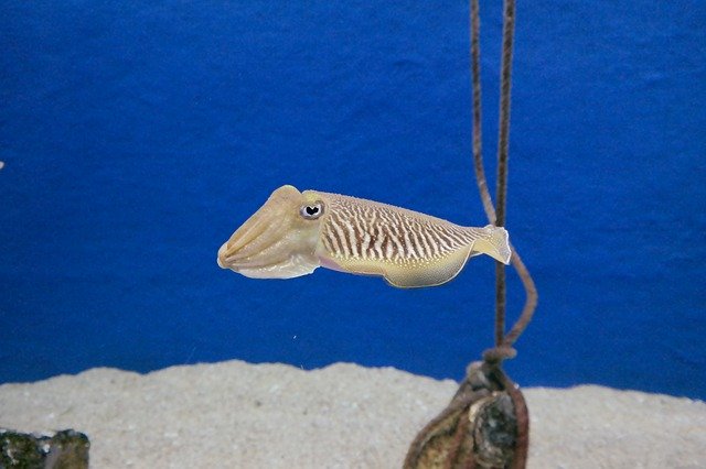 Descarga gratuita Squid Sepia Aquarium: foto o imagen gratuita para editar con el editor de imágenes en línea GIMP