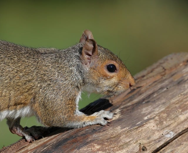 Free download squirel animal nature wildlife free picture to be edited with GIMP free online image editor