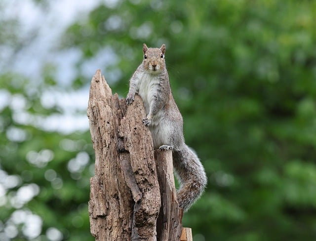 Free download squirel animal wildlife nature free picture to be edited with GIMP free online image editor