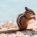 Squirrel  screen for extension Chrome web store in OffiDocs Chromium