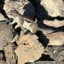 Squirrel and the Rocks  screen for extension Chrome web store in OffiDocs Chromium