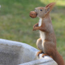 Squirrel and Walnut  screen for extension Chrome web store in OffiDocs Chromium