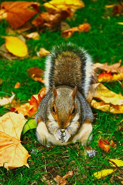 Free download Squirrel Animal Cute free photo template to be edited with GIMP online image editor