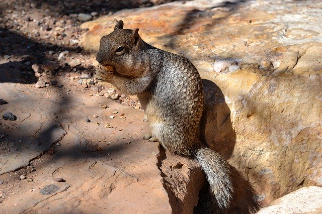 Free download Squirrel Animal Eat -  free photo or picture to be edited with GIMP online image editor