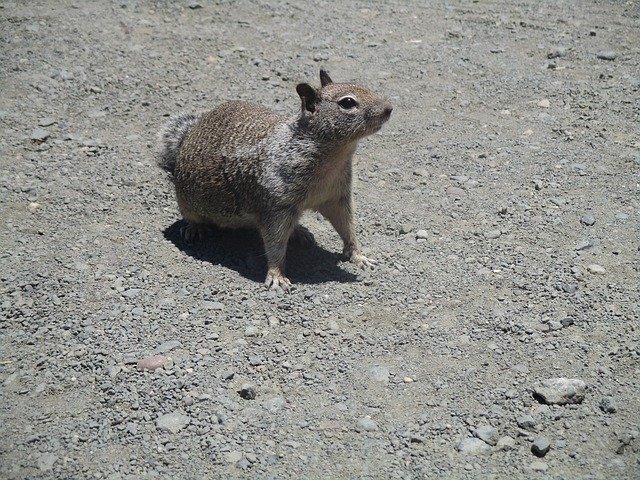הורדה חינם Squirrel Animal Grey - תמונה או תמונה בחינם לעריכה עם עורך התמונות המקוון GIMP