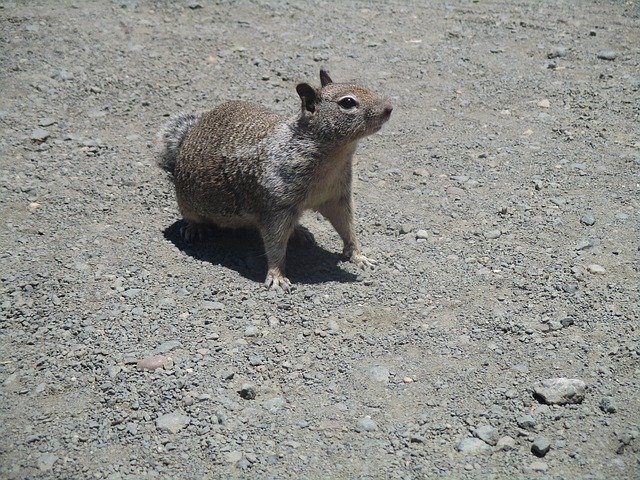 Скачать бесплатно Squirrel Animal Grey - бесплатное фото или изображение для редактирования с помощью онлайн-редактора изображений GIMP