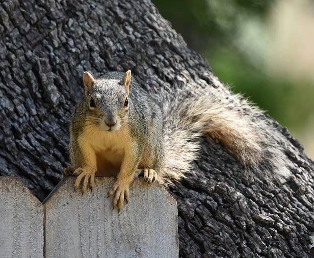 Free download squirrel animal mammal rodent free picture to be edited with GIMP free online image editor