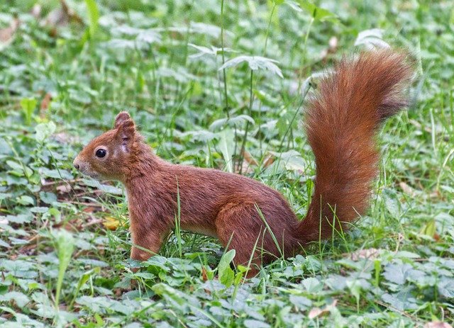 Free download Squirrel Animal Nature -  free free photo or picture to be edited with GIMP online image editor