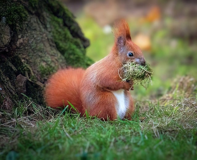 Free download squirrel animal nature fir tree free picture to be edited with GIMP free online image editor