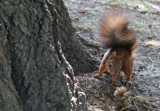 Free graphic squirrel animal nature rodent to be edited by GIMP free image editor by OffiDocs